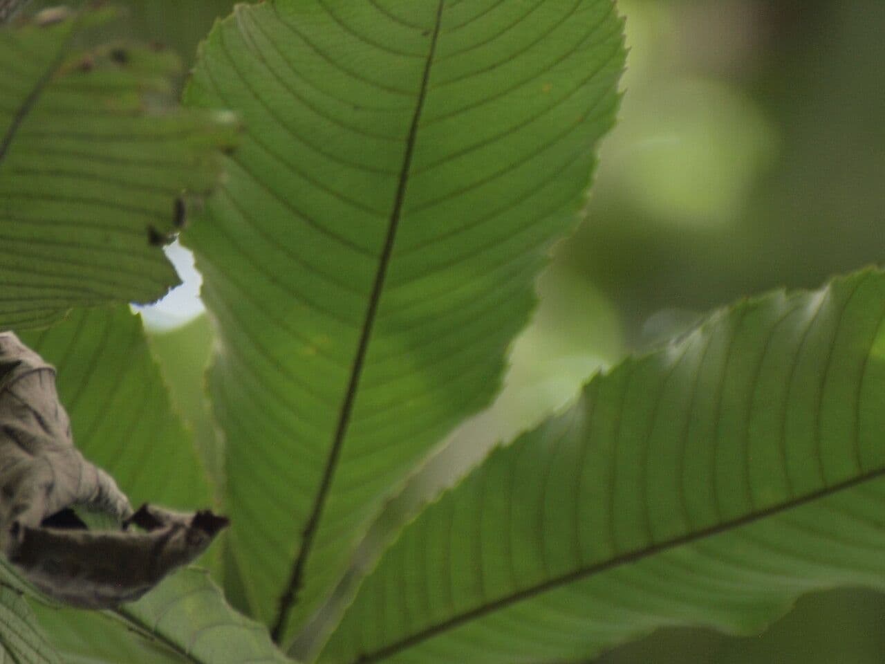 Myrianthus 3