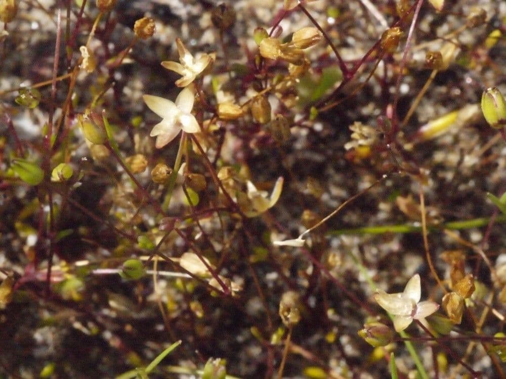 Sagina apetala 25