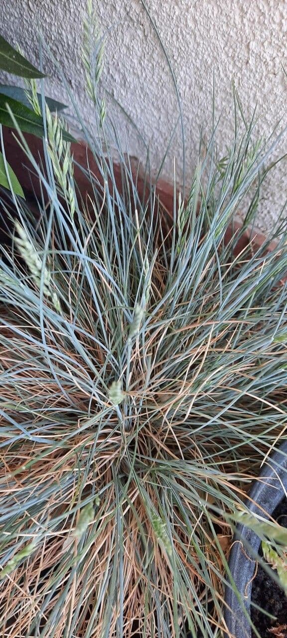 Festuca blu 21