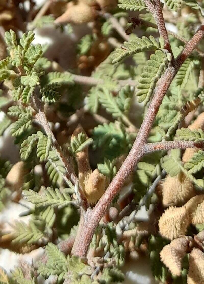 Mimosa 4