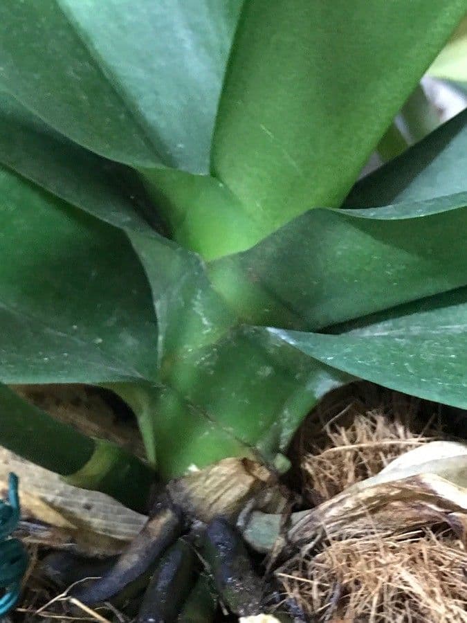Orchidea farfalla 22