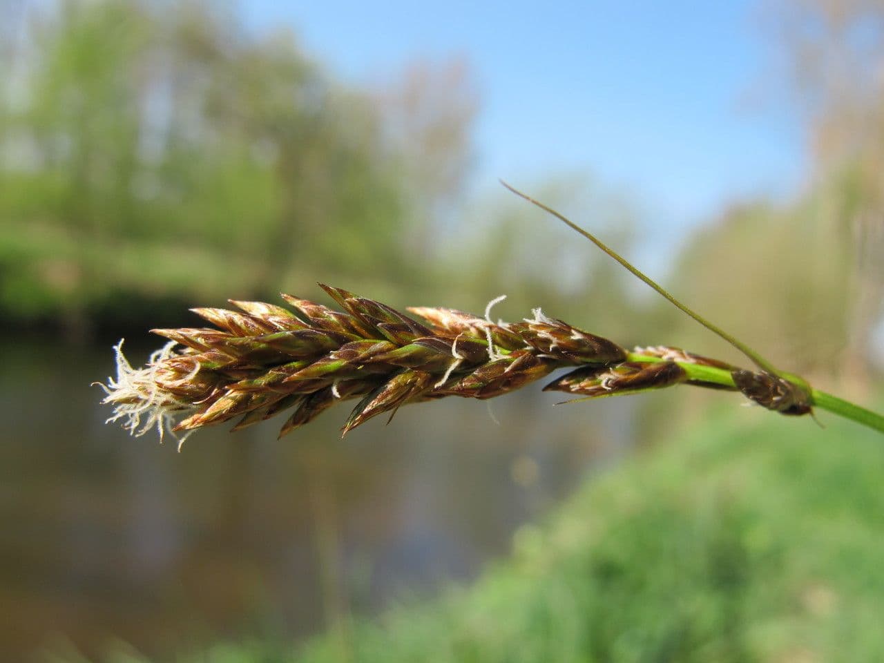 Carice distica