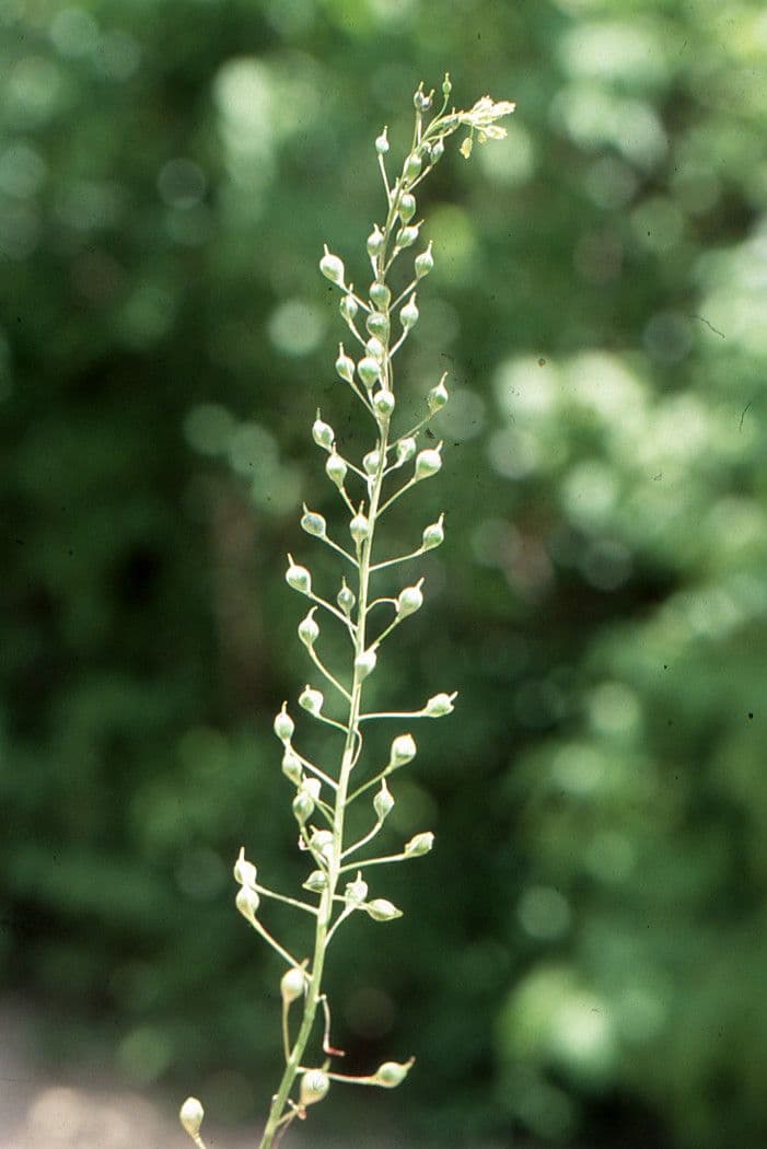 Camelina 4