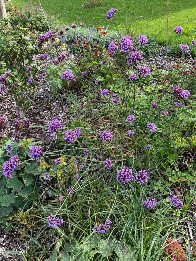 Verbena di Buenos Aires 14