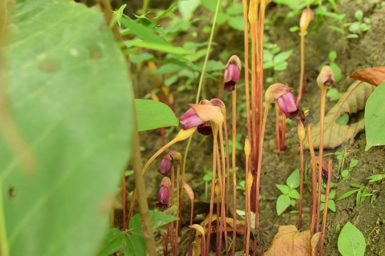 Aeginetia indická 7