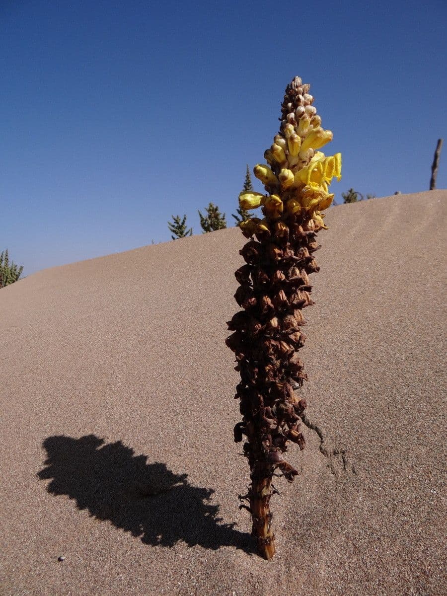 Cistanche 2
