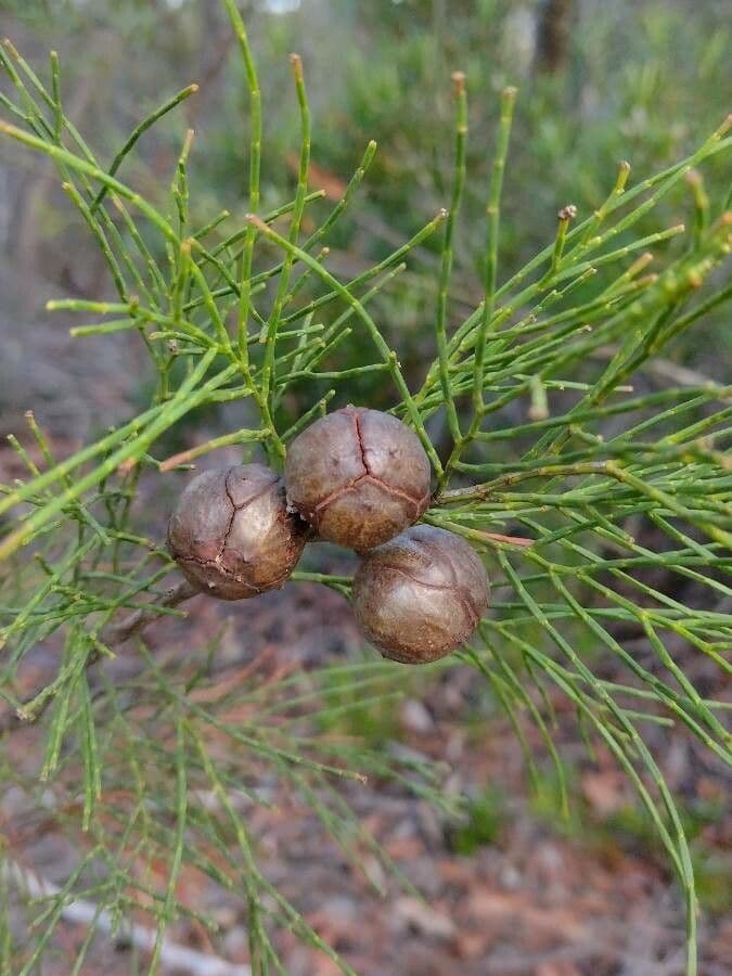 Cyprysik Muellera