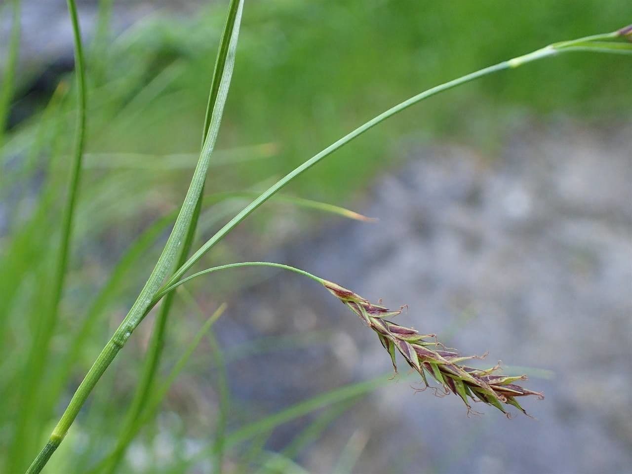 Carice ferruginea 20