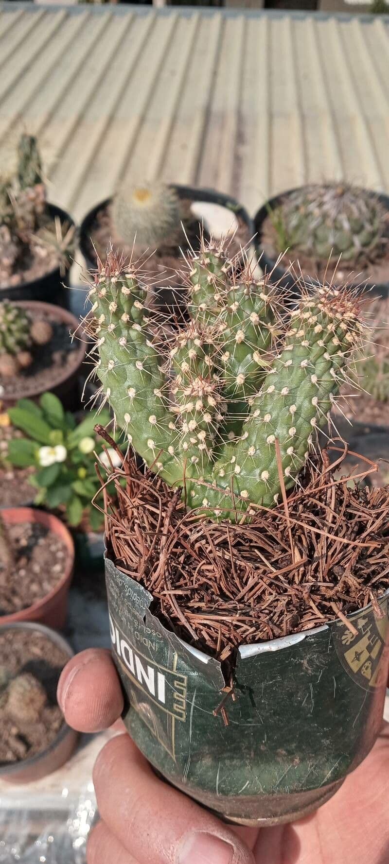 Feuer-Cholla 24