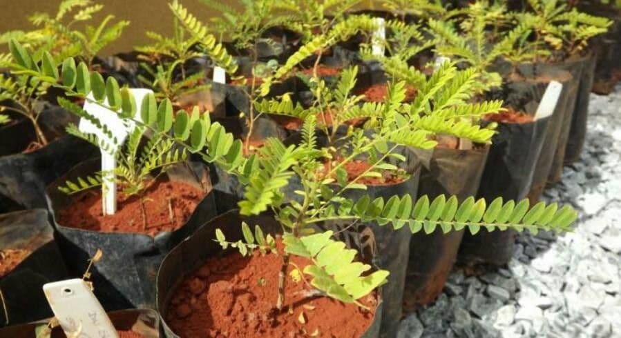 Dimorphandra 2