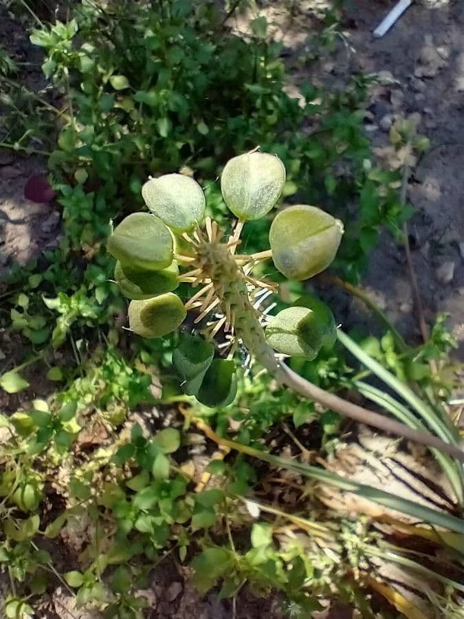 Iberis pinnata 16