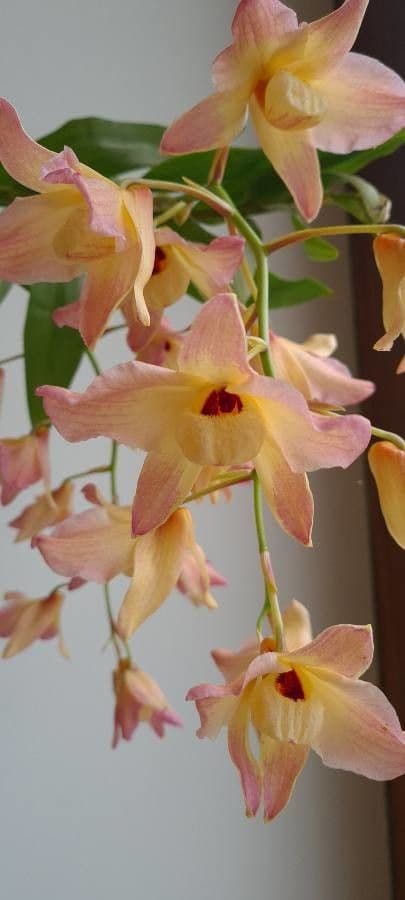 Moschus-Dendrobium 3