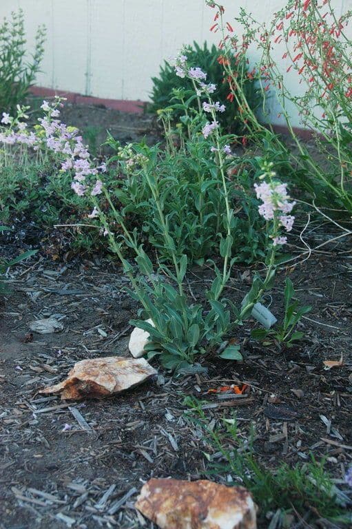 Penstemon 3