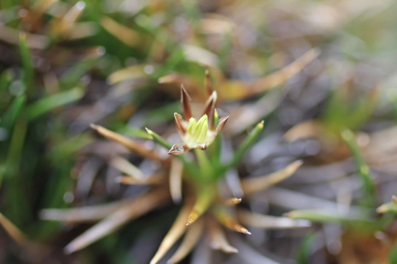 Oxychloe andina 6