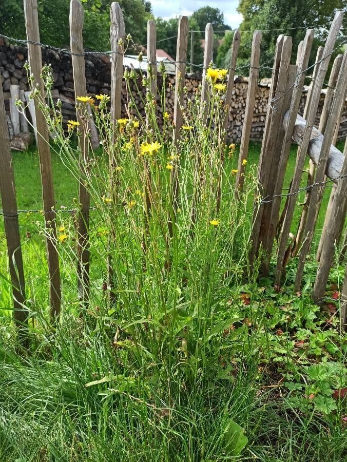 Radicchiella bienne 10