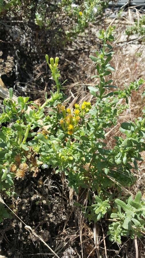 Isocoma arguta 7