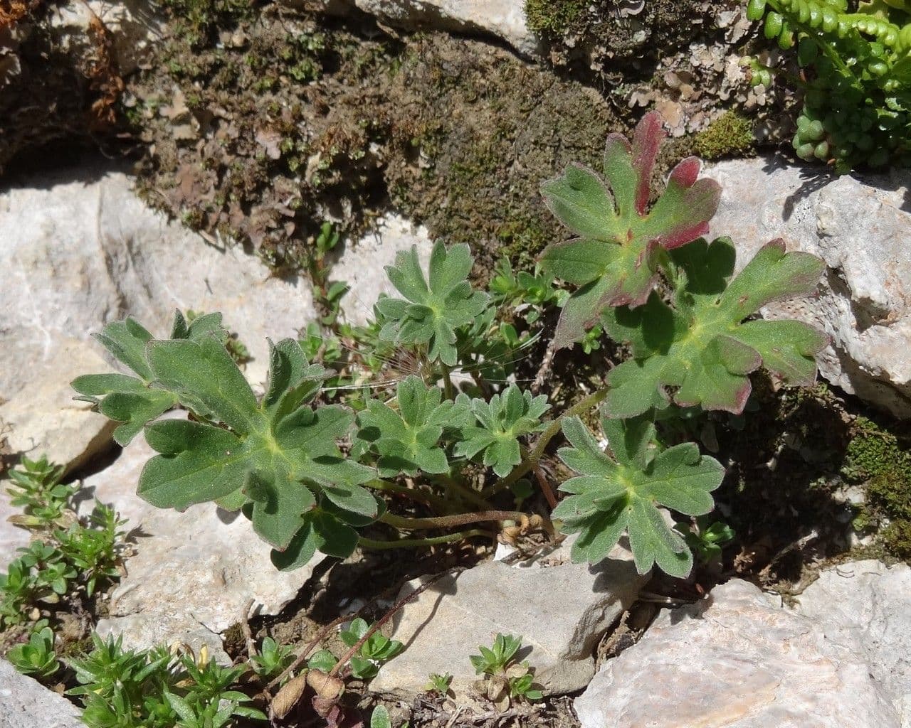 Grauer Storchschnabel 16