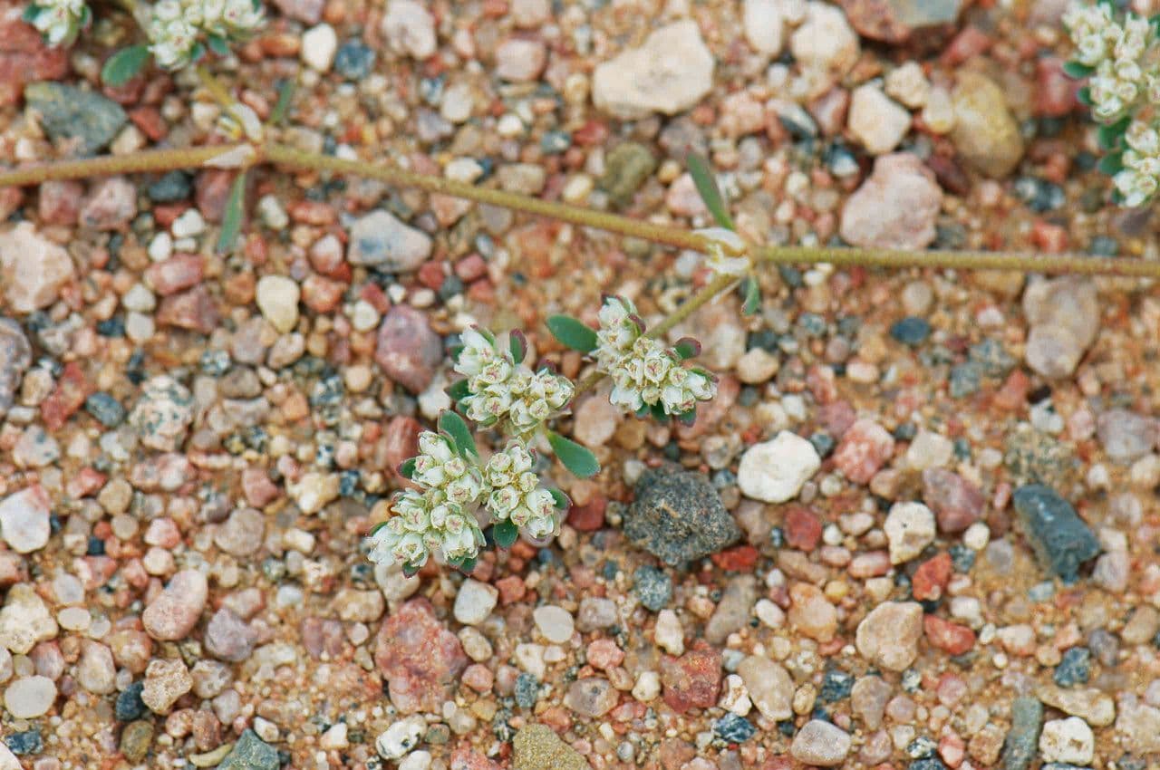 Paronichia araba 2
