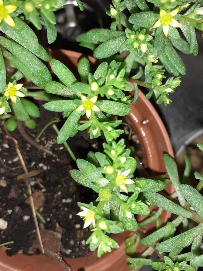 Sedum litorale 3
