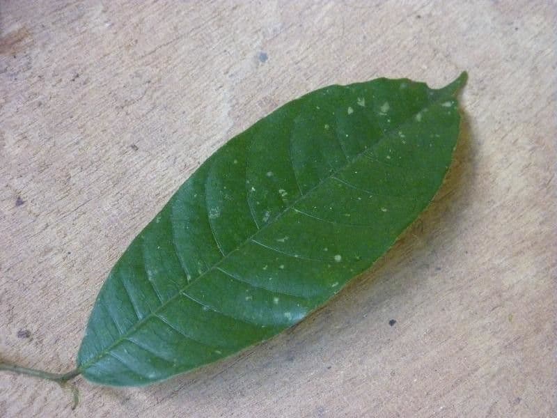 Pseudolmedia 3