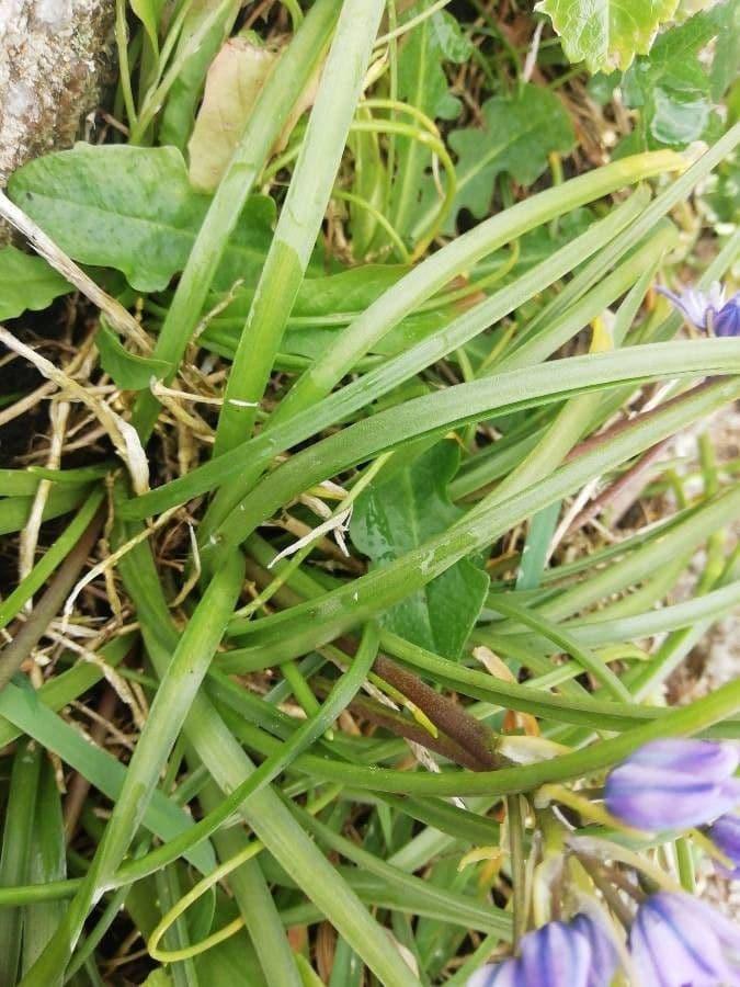 Scilla vernale 9