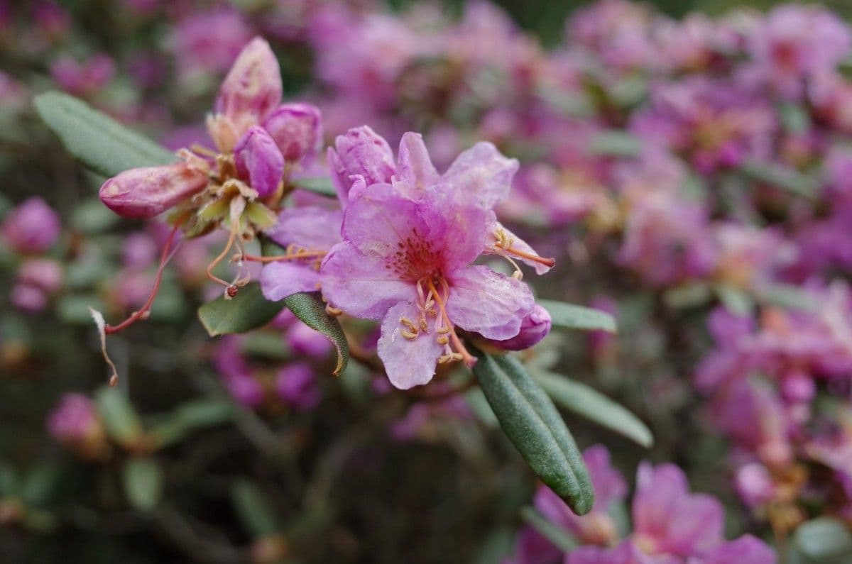 Rododendro 6