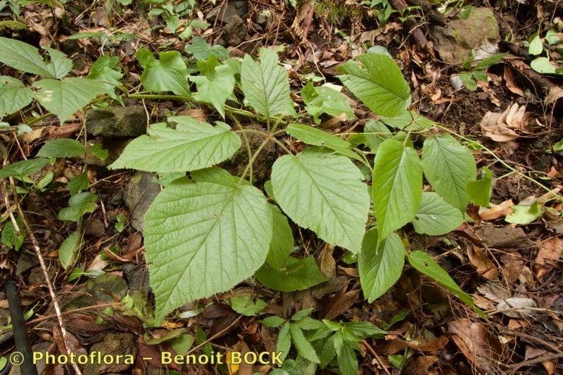 Bolles Brombeere