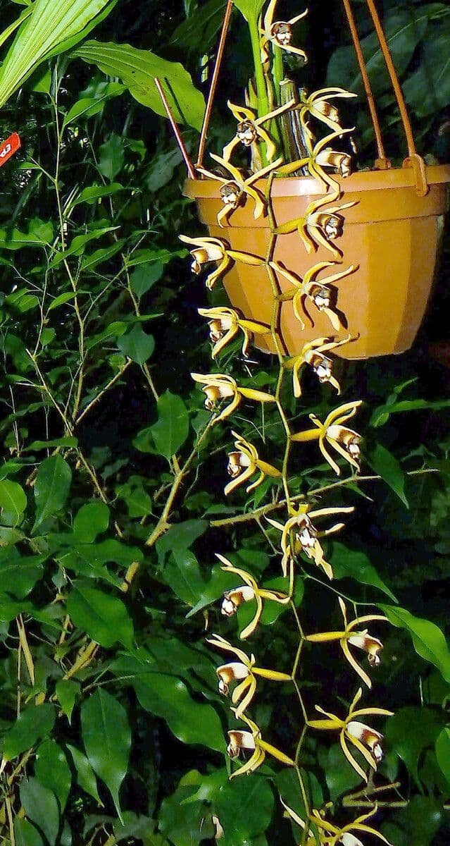 Dendrobium 6