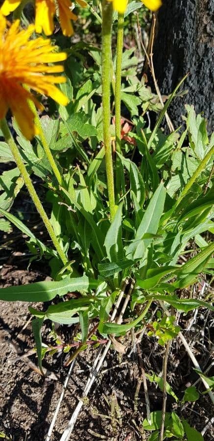 Orangefarbige Schafgarbe 11