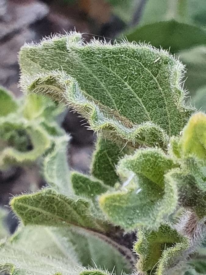 Ruellia bignoniowata 7