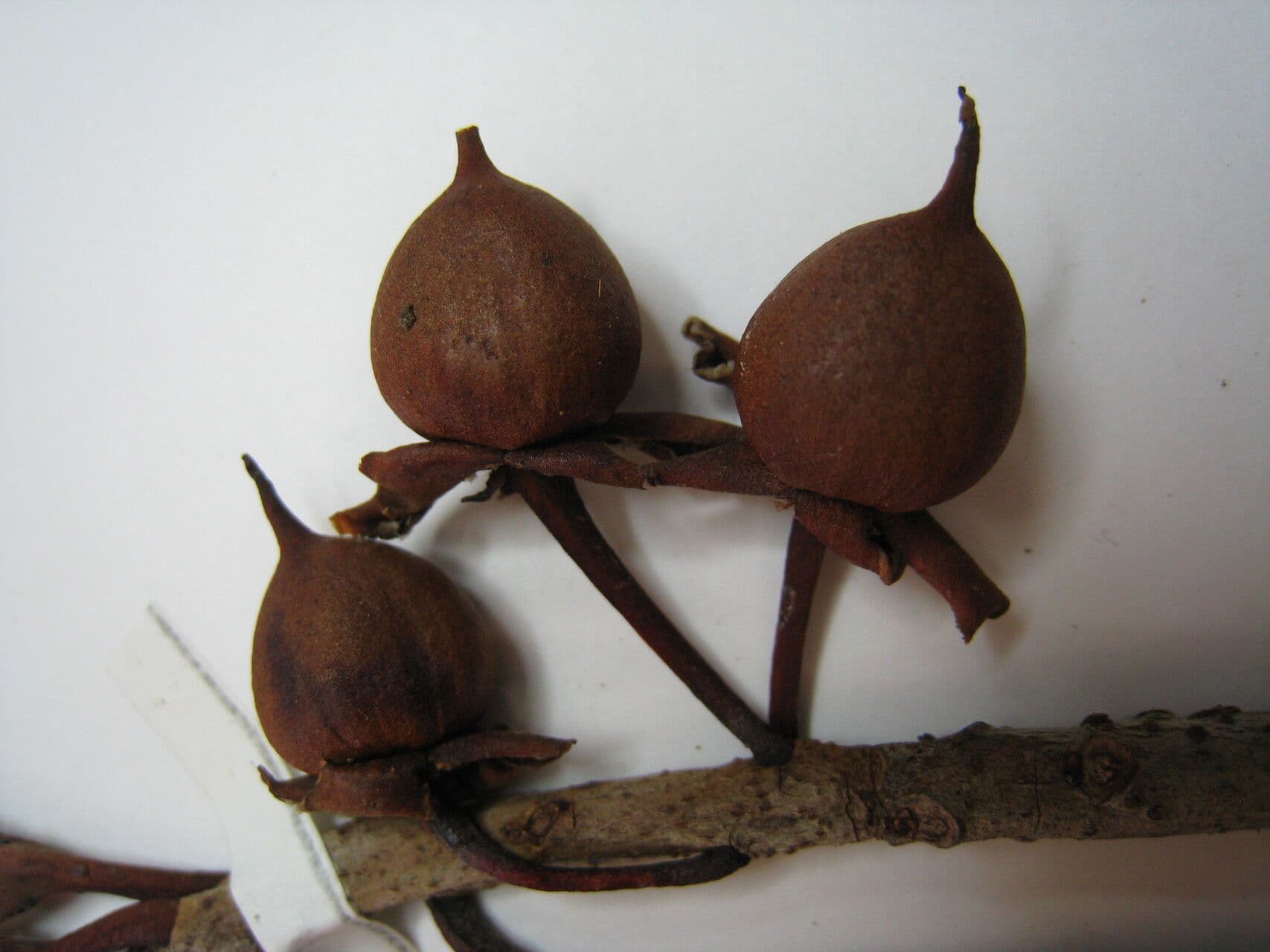 Ternstroemia 8