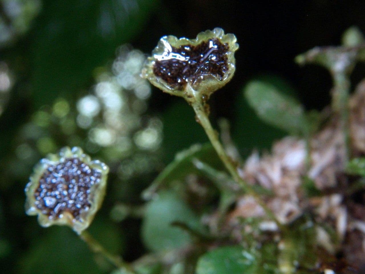 Elaphoglossum peltatum 6