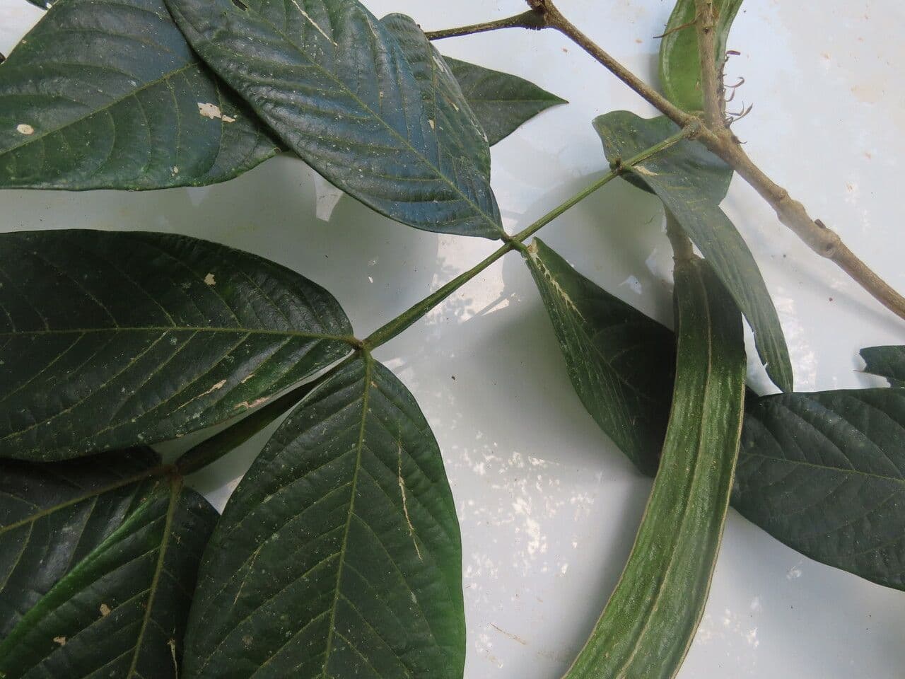 Inga 13