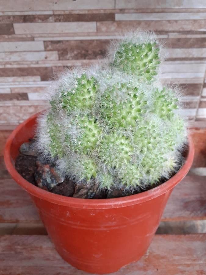 Cactus 8