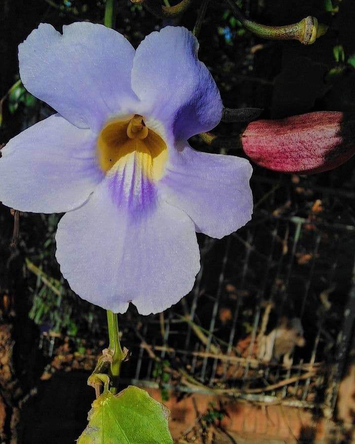 Thunbergia