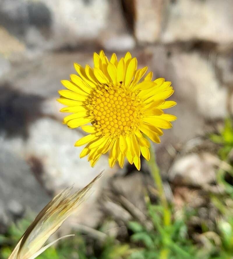 Neja 2