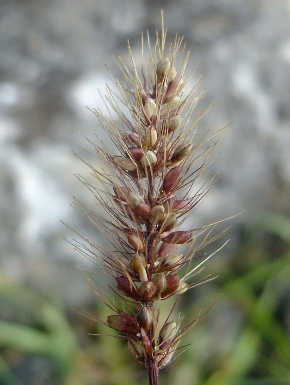 Panico 2