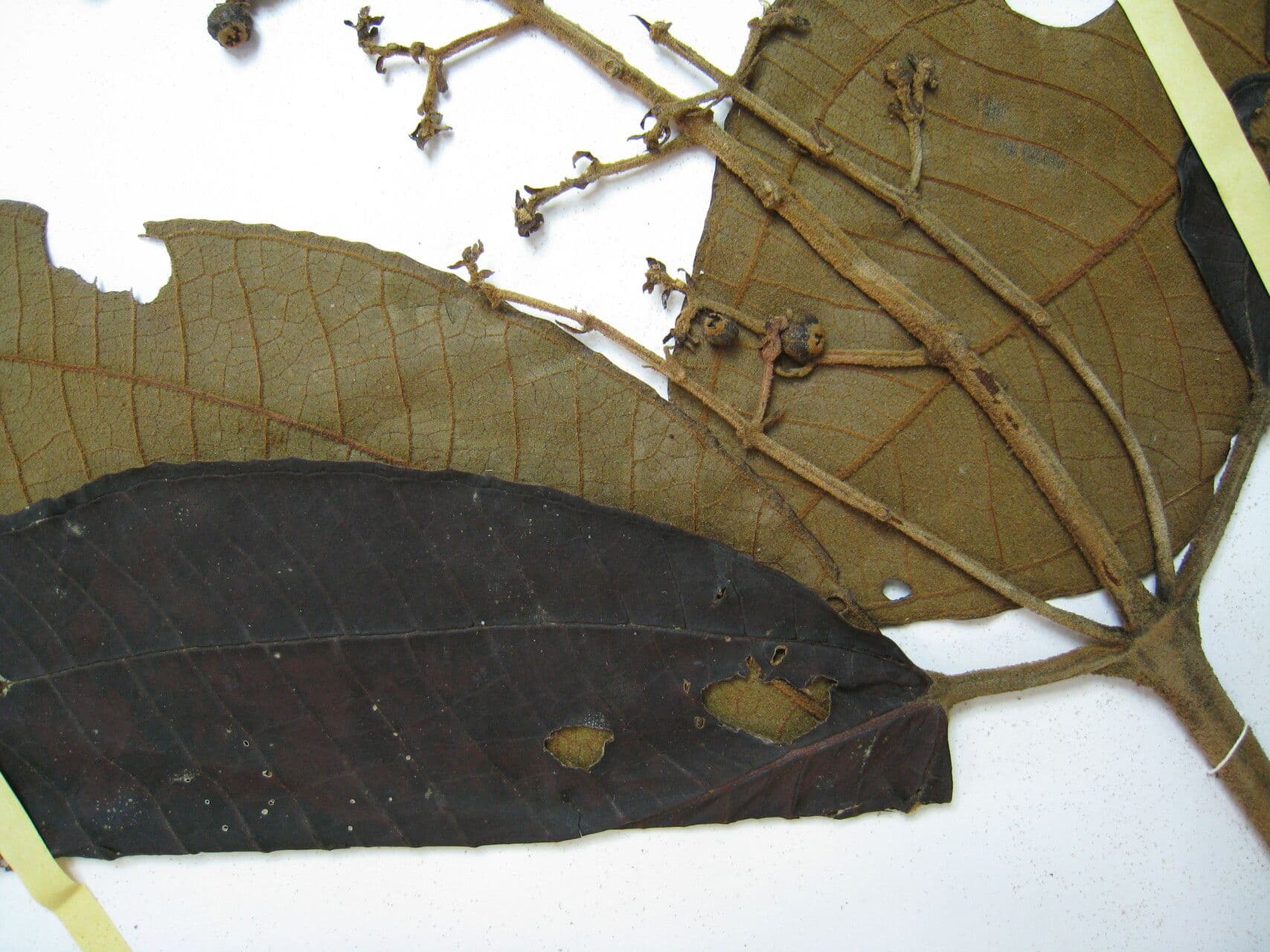 Miconia 3