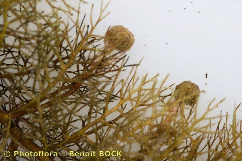 Erba vescica 3
