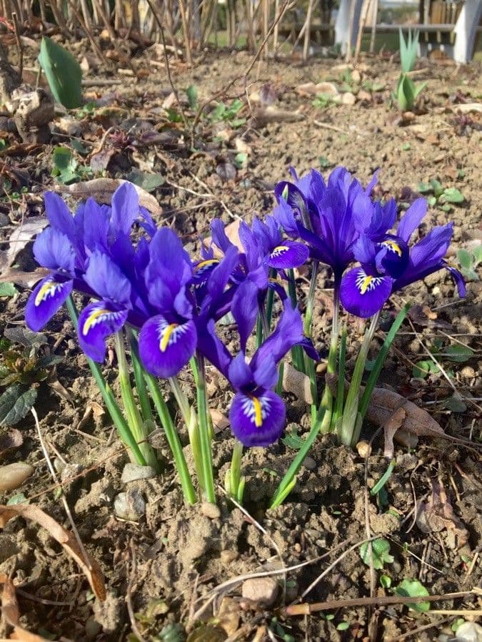 Iris spuria 10