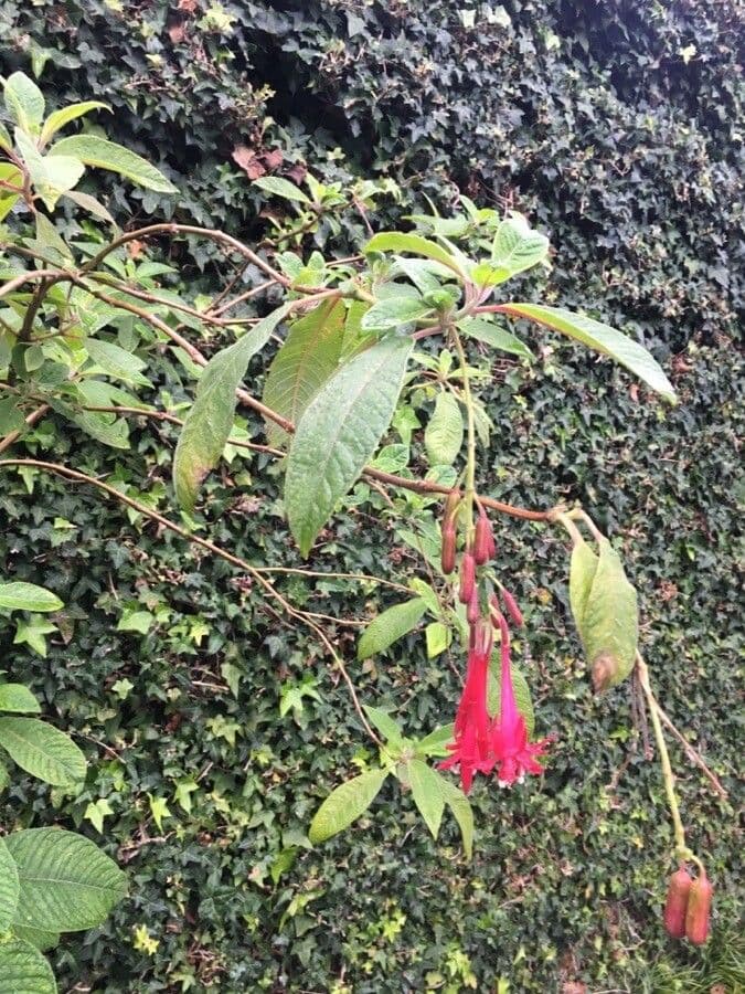 Fucsia 6
