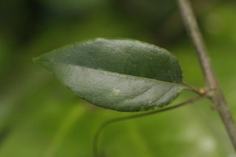 Passiflore écarlate 17