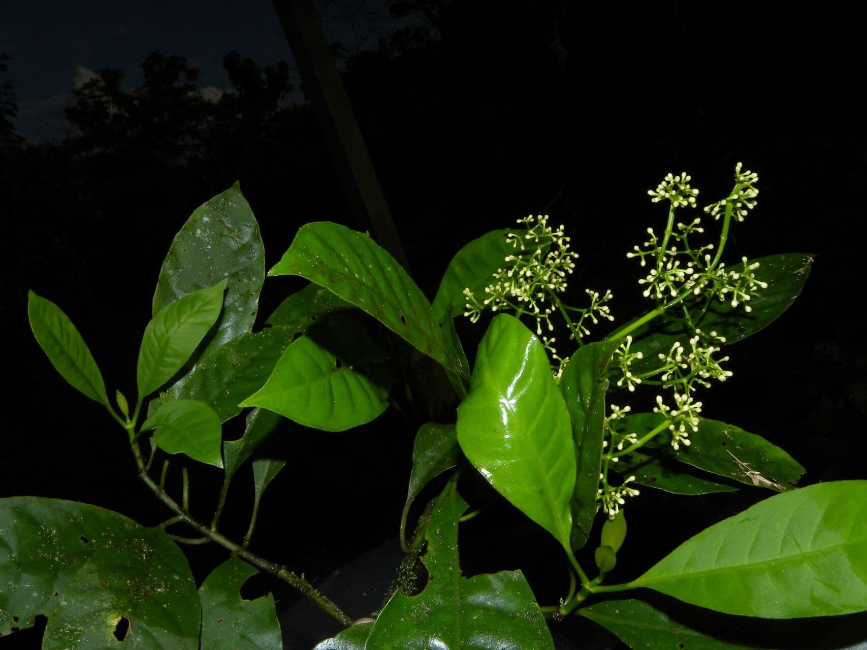Chrysochlamys glauca 9