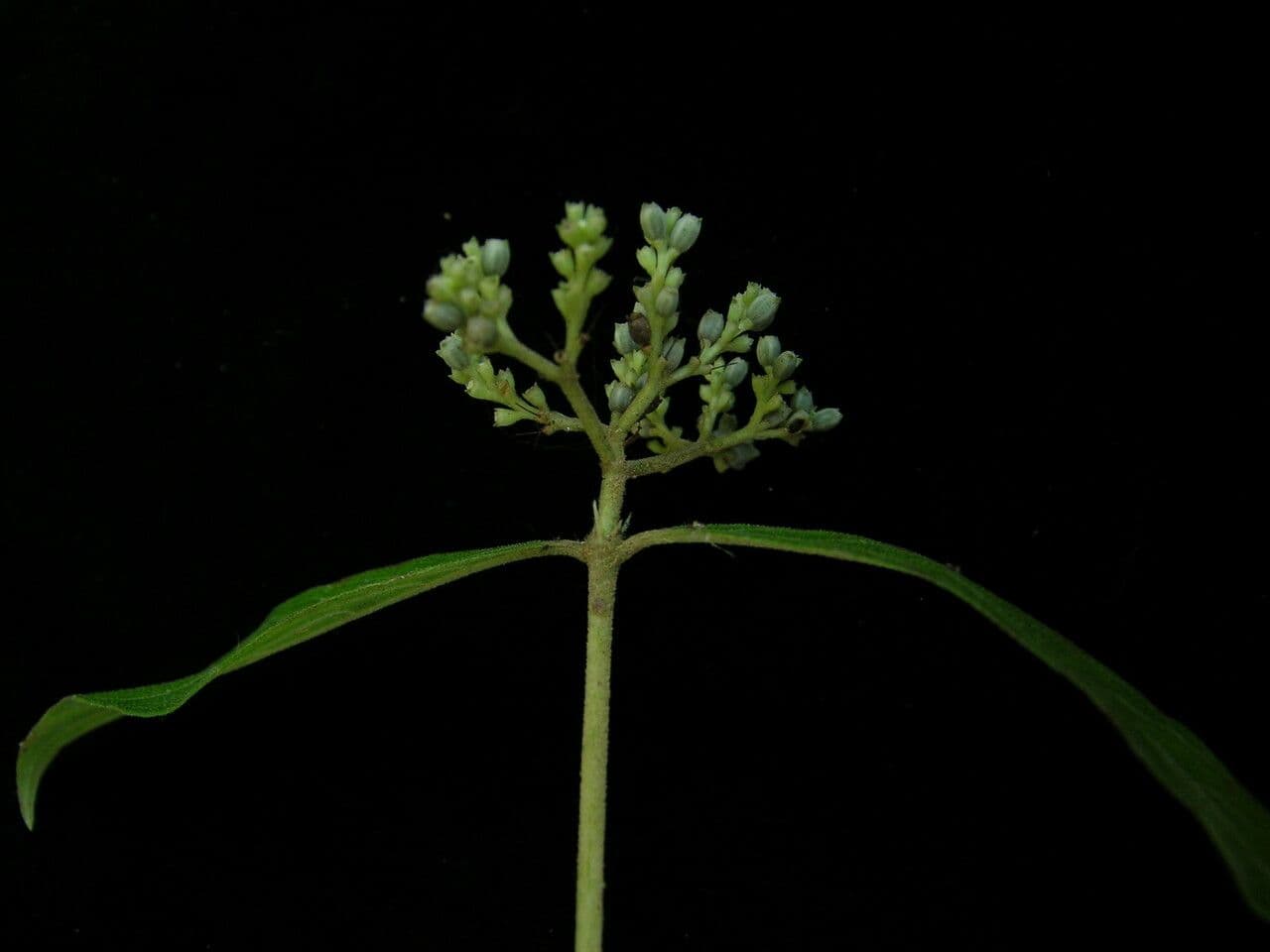 Knoxia 3