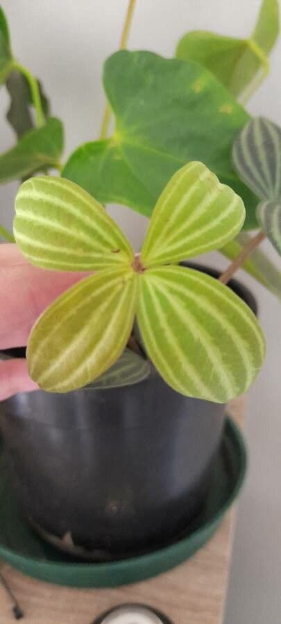 Peperomia 2