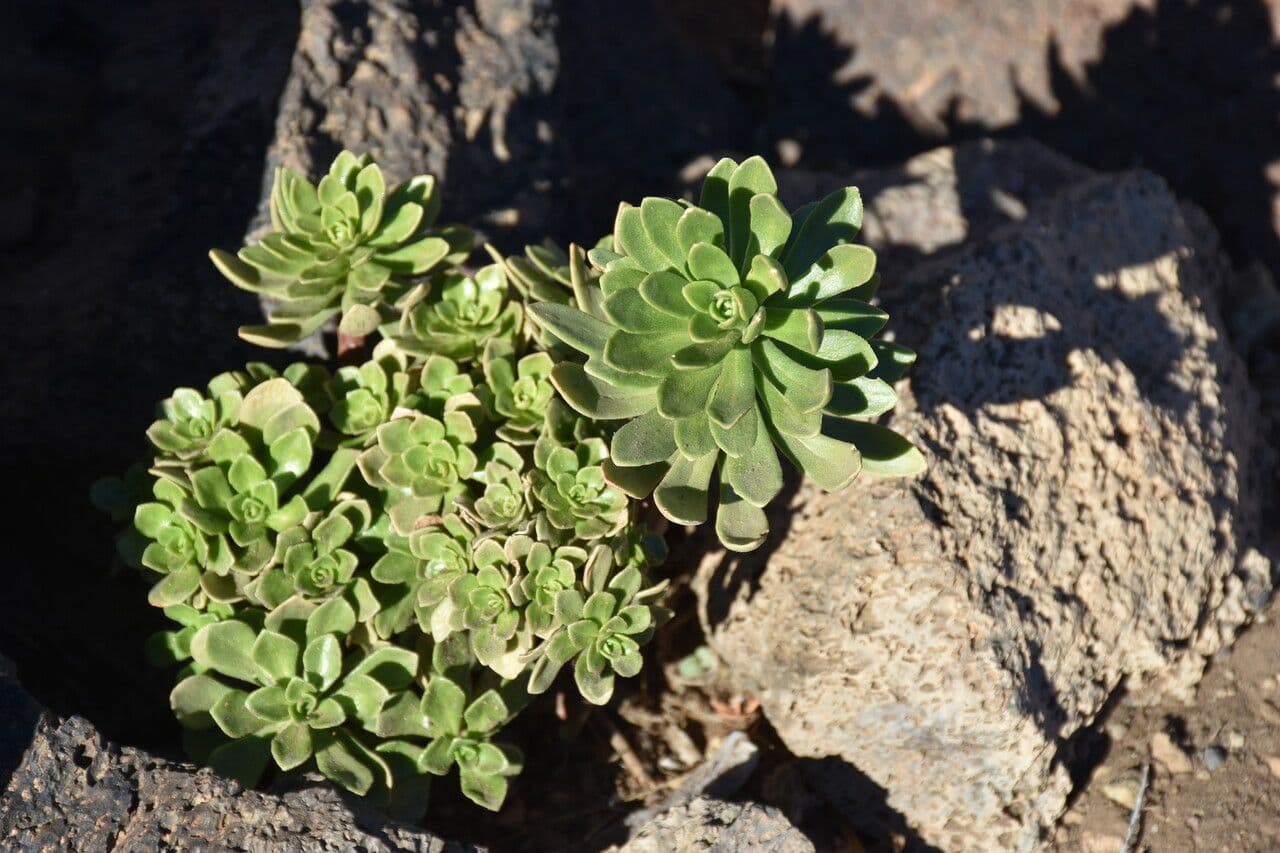 Sempervivum spatulé 15