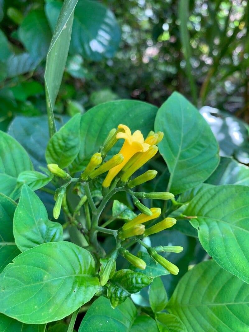 Hamelia 4