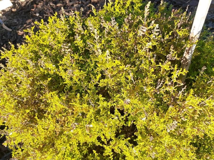 Salvia 11