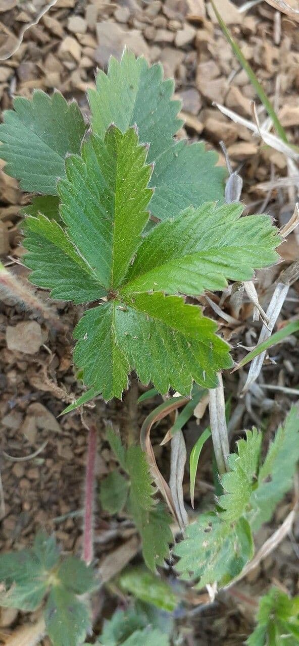 Potentilla simplex 15