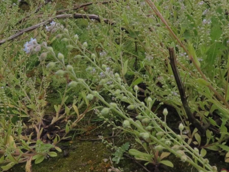 Miosotide ramosissima 3